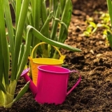 Kakav luk se može saditi u julu